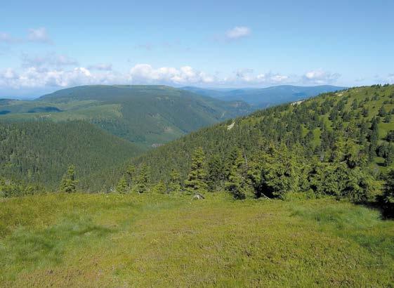 V severní keprnické části zaujímá vysokohorské bezlesí plošně nevelká okolí vrcholů Červené hory (1333 m n. m.), Keprníku (1423 m n. m.) a Šeráku (1351 m n.