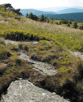 Na nejextrémnějších stanovištích s mělkými půdami, silně ovlivňovaných účinky větru, se vyskytují tzv. vyfoukávané alpínské trávníky. Tento biotop je plošně velmi omezený a vzácný.