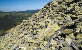 Vedle běžných acidofilních druhů trav, k nimž patří kostřava nízká (Festuca supina), metlička křivolaká (Avenella flexuosa) a bezkolenec modrý (Molinia caerulea), mechorostů a lišejníků, zde