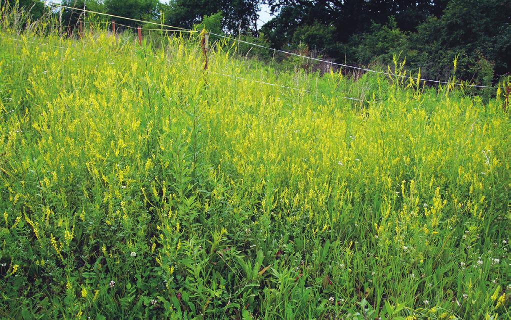 XCB01 Melilotetum albo-officinalis Sissingh 1950 Ruderální vegetace s komonicí bílou a komonicí lékařskou Tabulka 6, sloupec 4 (str. 220) Orig.