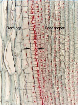 Protoderm Typha The prominent row of flat, brickshaped cells is the protoderm (between arrows), and for the entire distance here, it is a uniform layer, distinct from the root cap.