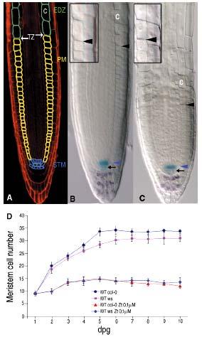 Regulace kořenového meristému Arabidopsis QC25 exogenní aplikace