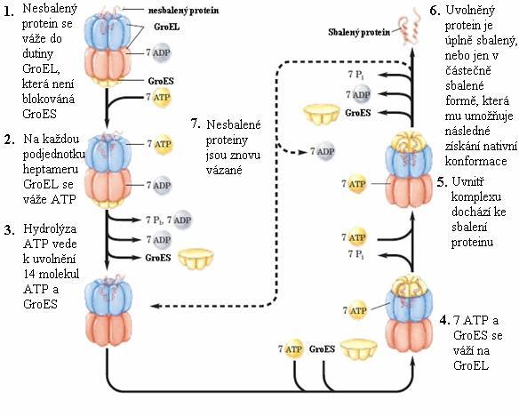 Obr. č. 3. Úloha chaperoninů ve sbalování proteinu. Nesbalený protein se váže ke komplexu vytvořeného jednotkou GroEL (protein ze skupiny HSP60) a jednotkou GroES (protein ze skupiny HSP10).
