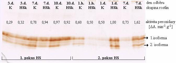 5.5. Vliv teplotního šoku na aktivitu a isoenzymové složení peroxidasy Aktivita peroxidasy v rostlinách vystavených HS byla stanovována nejen spektrofotometricky (podle metody popsané v kapitole 4.6.
