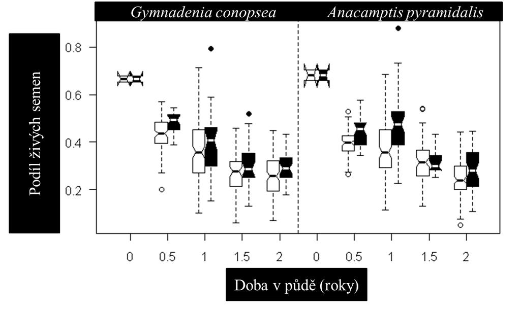 klíčící a neklíčící semena) u Gymnadenia conopsea a Anacamptis pyramidalis na kontrolních a obnovených loukách v závislosti na době v půdě.
