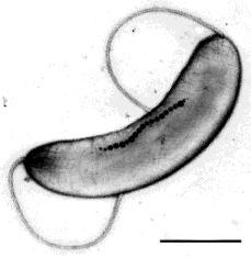Magnetospirillum magnetotacticum (Obr.3) patří do heterogenní skupiny gramnegativních prokaryot s morfologickou rozmanitostí.