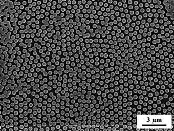 Obr.4: Magnetické mikročástice. Převzato z Macková et al., 2006.