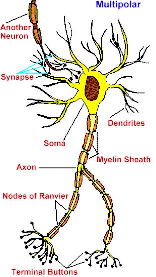 Neuron Perikaryon /soma/ - tělo s jádrem, metabolické centrum Dendrity výběžky sloužící k příjmu podráždění, počet různý, dendritické trny Axon je vždycky