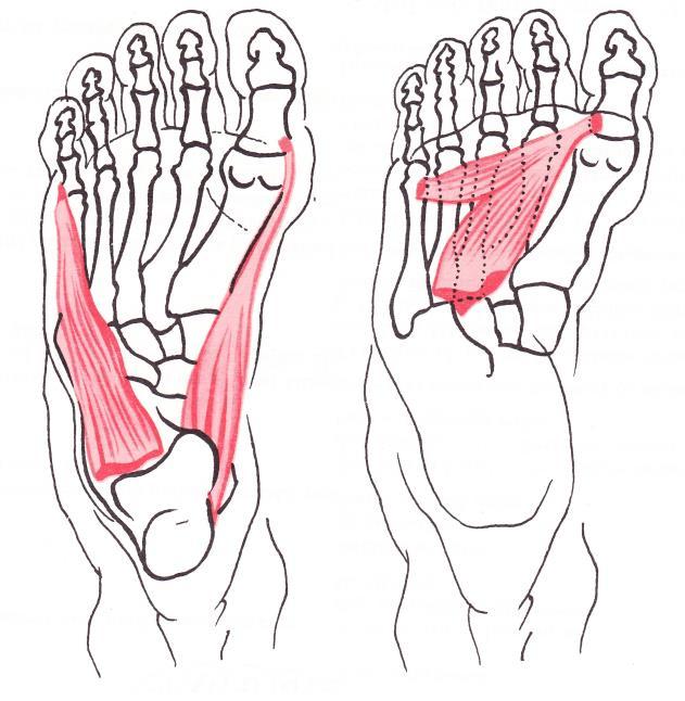 chodidla na bázi prvního článku palce, kde se upíná. Další ze svalů palcové skupiny je přitahovač palce (m. adduktor hallucis), který dělíme na dvě hlavy. Příčná hlava svalu začíná na III. V.