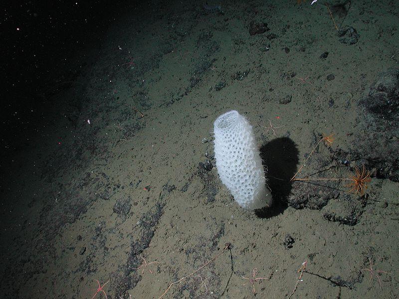 Obrázek communis) mycí pongia Středozemní, spongiovou. Houby č. rohovité 3 Venušin (Cornacuspongia) koš (Pozn. vylovení (Euplectella- aspergillum).