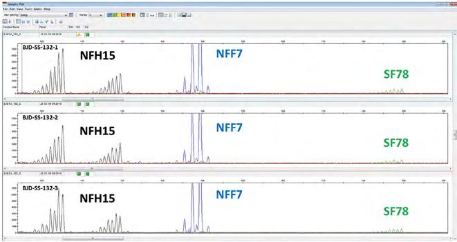 Obr. 2: Výstup programu GeneMapper příklad vyhodnocení velikostí alel amplifikovaných lokusů NFH15, NFF7, SF78 u 3 různých ramet