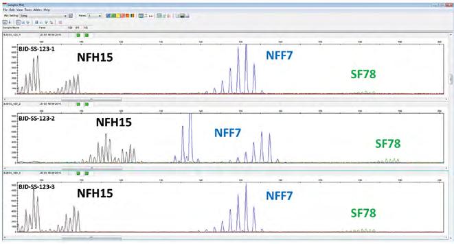 3: Výstup programu GeneMapper příklad vyhodnocení velikostí alel amplifikovaných lokusů NFH15, NFF7, SF78 u tří různých ramet