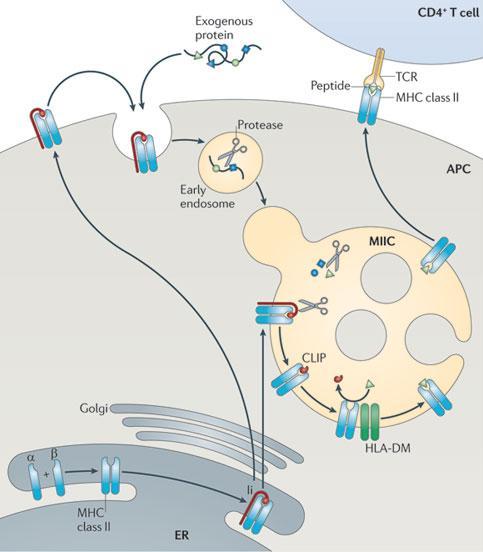 Fig. 1 - Antigen processing and peptide loading on MHCII (Neefjes et al., 20