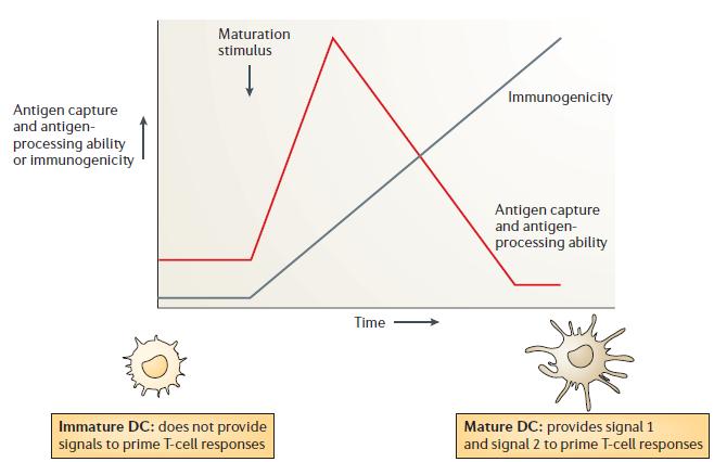 Fig. 2 - DC maturation (Reis e Sousa, 2006) As mentioned above, maturation signals transduced by TLRs induce production of inflammatory cytokines by DCs.