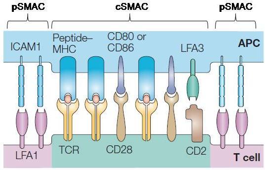 2.3. Immunological synapse During antigen presentation, a specialized molecular structure, called immunological synapse (IS), is formed at the contact of APC and T cells.