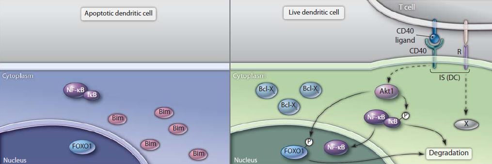 cytoplasmic translocation may be caused by phosphorylation by Akt1 (Downward, 2004).