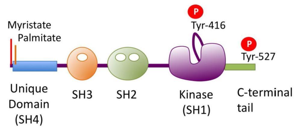 Because of the control of these important cell functions, SFKs have to be strictly regulated, otherwise, their aberrant activation can lead for example to uncontrolled cell growth and thus, cancer