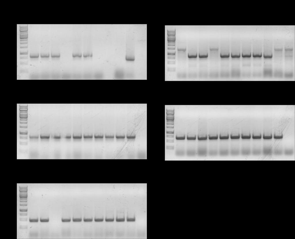 Fig. 6 - PCR screening of the colonies (for presence of the insert) PCR with insertspecific primers was performed and presence of the products was assessed by DNA electrophoresis (1% agarose gel).