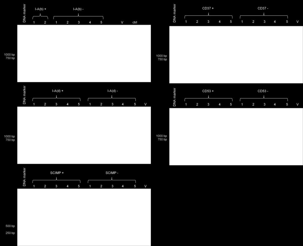 The CD53 cdna digested with BglII was taken as a positive control using the CD53 primers (ctrl). The insert-positive colonies were screened for the correct orientation of the insert in the plasmid.