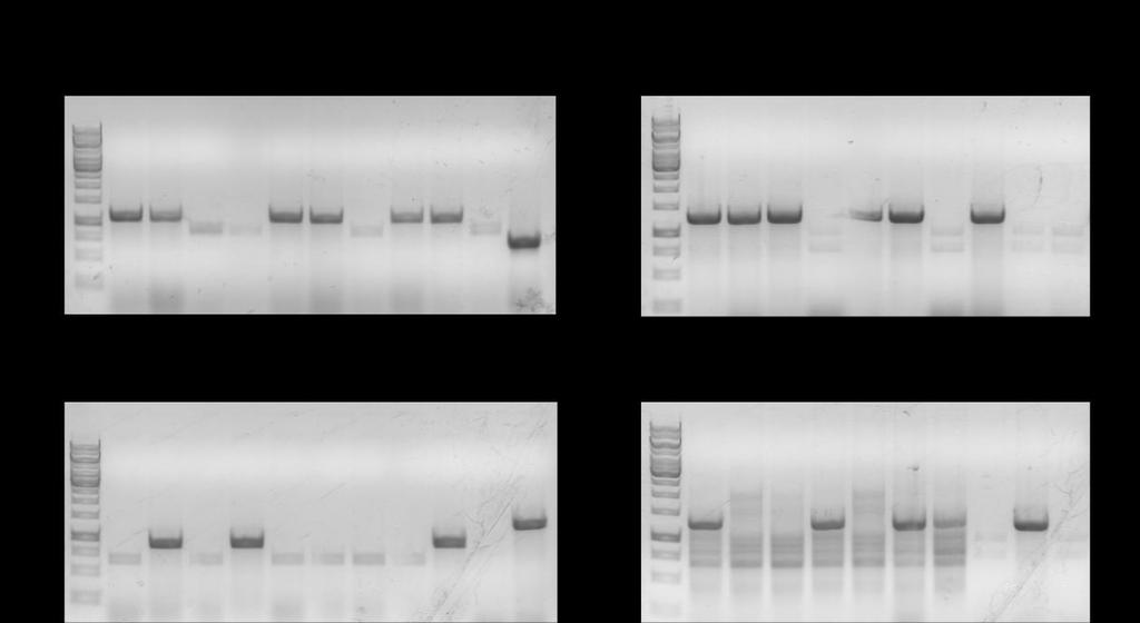 Fig. 7 - PCR screening of the colonies (for insert orientation) PCR using primers described in the text body was performed and presence of the products was assessed by DNA