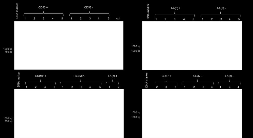 Selected clones carrying the correctly oriented inserts were expanded, the plasmids were isolated by Zyppy Plasmid Miniprep Kit and sequences of the inserts were verified by DNA