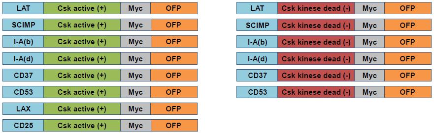 Otahal (LAT-Csk(kinase-active)-Myc-OFP/pMX, LAT-Csk(kinaseinactive)-Myc-OFP/pMX, LAX-Csk(kinase-active)-Myc-OFP/pMX, CD25-Csk(kinaseactive)-Myc-OFP/pMX) (Fig.