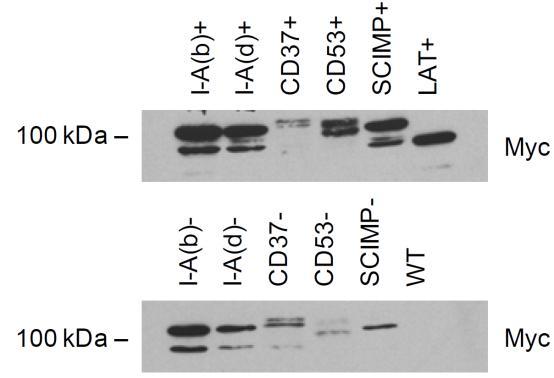 Myc-tag (grey), orange fluorescent protein (OFP) (orange).