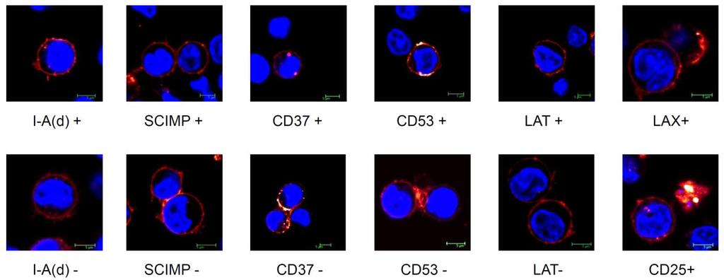 Fig. 11 - Plasma membrane localization of the constructs fusion proteins I-A(d)+, SCIMP+, CD37+, CD53+, LAT+, LAX+, I-A(d)-, SCIMP-, CD37-, CD53-, LAT-, CD25+ in orange (OFP), nuclei in blue (Hoechst
