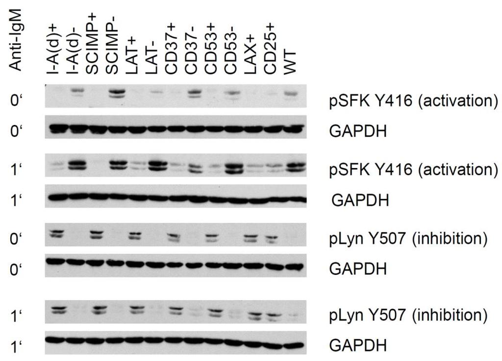 phosphorylated in the cell lines expressing the constructs targeting the active Csk to the plasma membrane (I-A(d)+, SCIMP+, LAT+, CD37+, CD53+, LAX+, CD25+) in both resting and activated state.