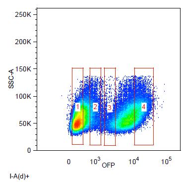 namely calcium influx, after BCR and MHCII stimulation of the K46 cell lines. BCR stimulation leads to SFK activation causing Syk kinase recruitment and subsequent activation of PLCγ.