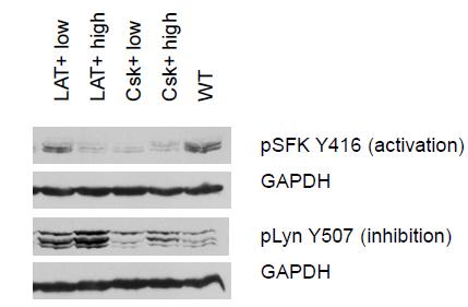 This corresponds with the fact that Csk kinase is not targeted to the plasma membrane, and thereby to its substrates, in Csk+ expressing and non-infected DCs.