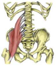 terapie A2 TROCHANTER MINOR Iliopsoas - flexe,