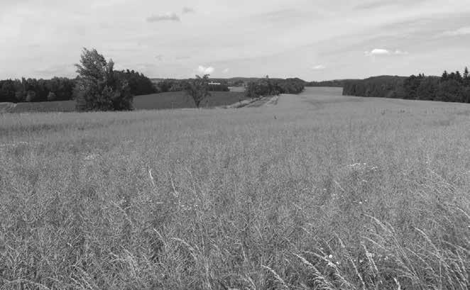 Obr. 16: Úzký ukloněný meziúdolní hřbet mezi údolími Kněžné (vlevo) a Liberského potoka. Foto obr. 7 16 D. Šebesta. Fig.