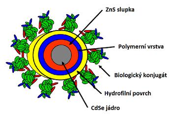 Bohrův 1 poloměr elektronu (a e ), díry (a h ) a excitonu (a exc ). Díky efektu kvantového omezení leží vlastnosti QDs na pomezí nanokrystalů a jednotlivých atomů [1,5]. Obr.