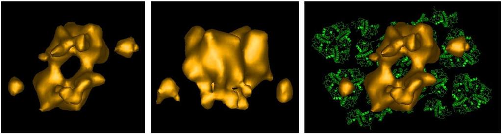Obr. 2.3: Model superkomplexu PSII-LHCII a jeho vnějších proteinů získaný kryoelektronovou tomografií.