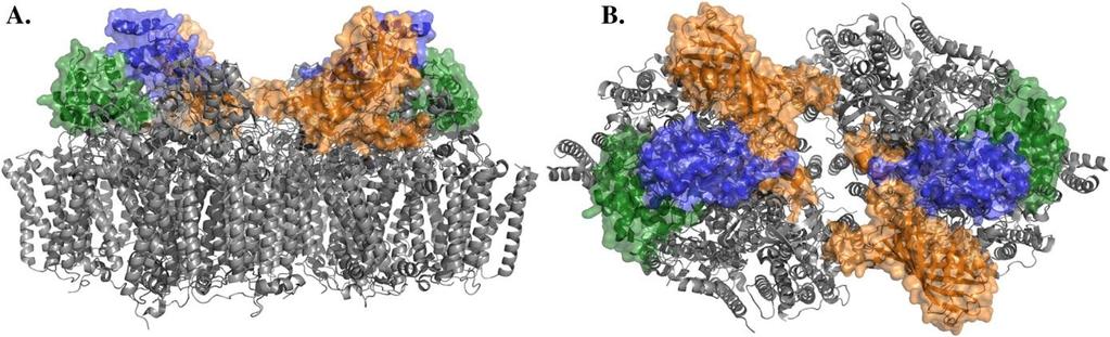 rostlinách a zelených řasách jsou vedle PsbO mezi vnějšími proteiny PSII ještě proteiny PsbP, PsbQ a PsbR.