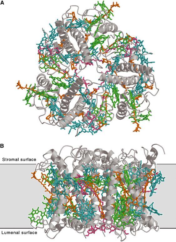 Obr. 2.7: Model struktury trimerického světlosběrného komplexu fotosystému II hrachu (Pisum sativum). A pohled ze stromatální strany, B pohled z roviny membrány (luminální strana směřuje dolů).