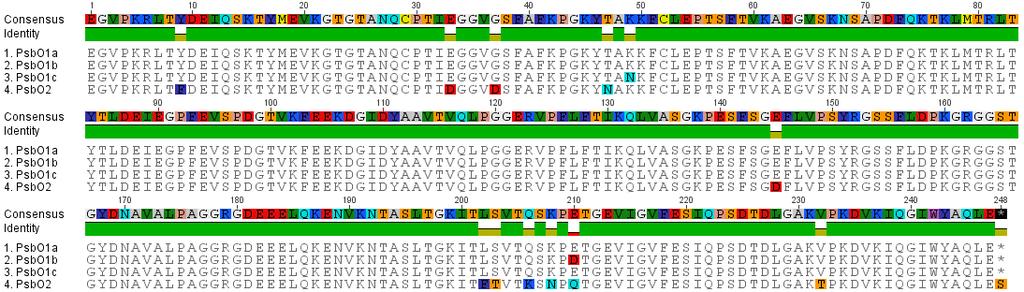 4.2 Identifikace proteinových spotů PsbO na gelu z 2D IEF-SDS PAGE 4.2.1 Popis a uspořádání experimentu Lukáš Fischer ve své práci (Fischer et al.