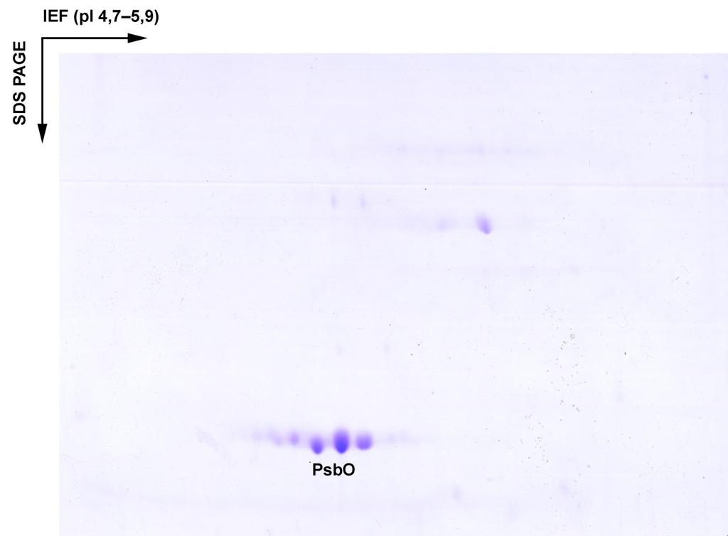 Obr. 4.5: Gel z 2D IEF-SDS PAGE tylakoidů bramboru. Gel byl obarven Coomassie Brilliant Blue. Jak je vidět, PsbO je nejhojněji zastoupený protein v tomto rozmezí izoelektrických bodů.