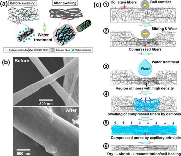 (a) Schematic of the swelling process of collagen structure consisting of fibers and fibrils.