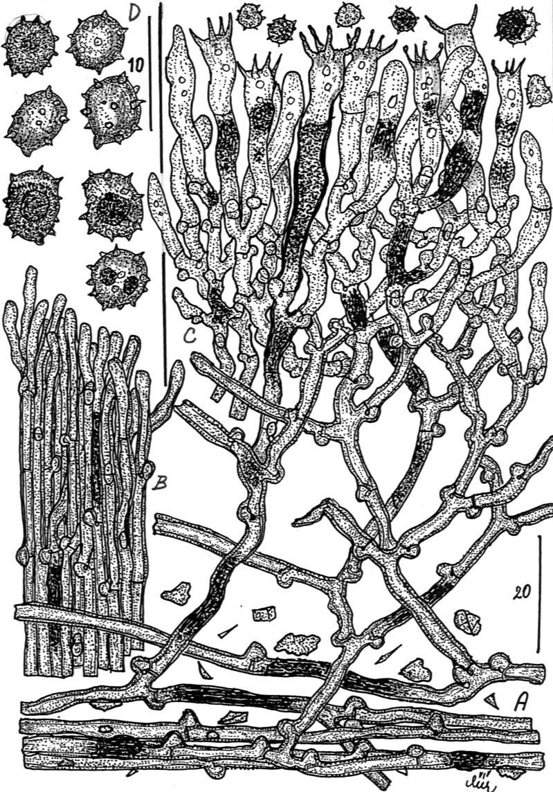 Obr. 2. Tomentella griseoumbrina var. obscura (úpatí vápencového vrchu Zlatý Kůň u Koněprus, 30.VIII.1953 leg. M. Svrček a Z. Pouzar). A) Bazální silnostěnné hyfy s inkrustacemi.