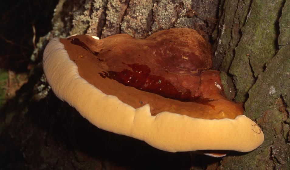 Lesklokorka pryskyřičnatá Ganoderma resinaceum Boud.
