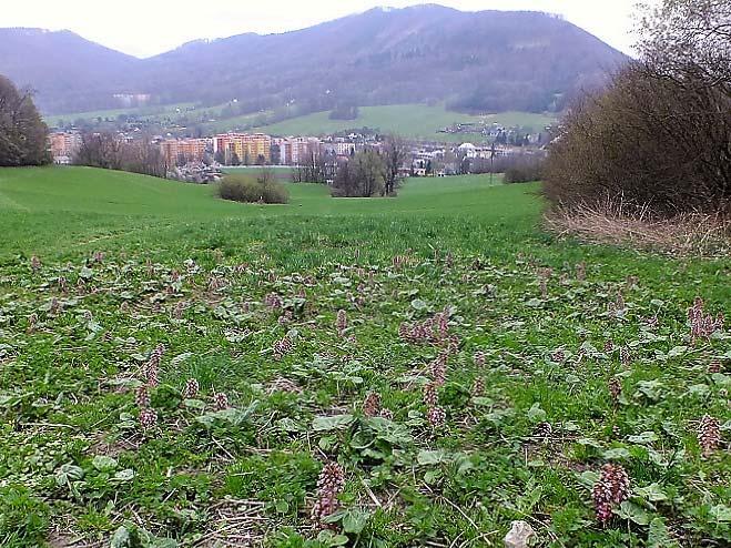 Strana 23 (celkem 36) Příloha 1: Fotodokumentace Obr. 1) Kulturní louka v trati Na Hraničkách (DP1), v popředí eutrofizovaný porost devětsilu lékařského (Petasites hybridus) (6. 4. 2016). Obr. 2) Interiér podmáčené části náletového porostu ve V části DP2 s bohatou populací prvosenky vyšší (Primula elatior) (6.