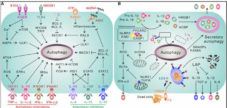 IV. Autofagie - ovlivnění extracelulárními mediátory