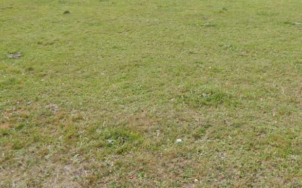 > > > VHODÝ TERMÍ SKLIZĚ JETELOTRAVÍ SMĚSI ejvhodnější dobu sklizně směsí určuje významně zastoupený nejranější druh či odrůda.