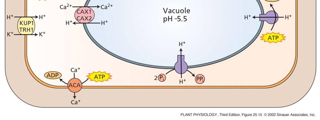 Vysoká [Na + ] Příjem K + buňkou pomocí high-affinity transportéru HKT1 je inhibován.