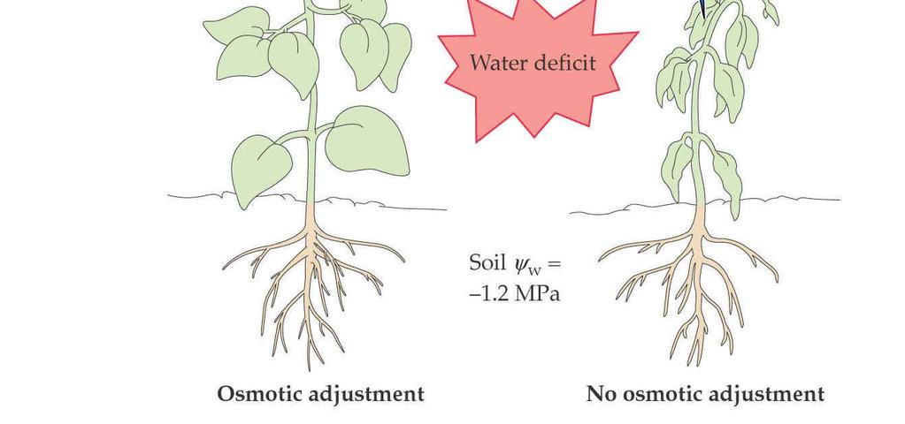 Rostlina je schopna brát vodu z půdy Rostlina je schopna se osmoticky přizpůsobovat: je schopna