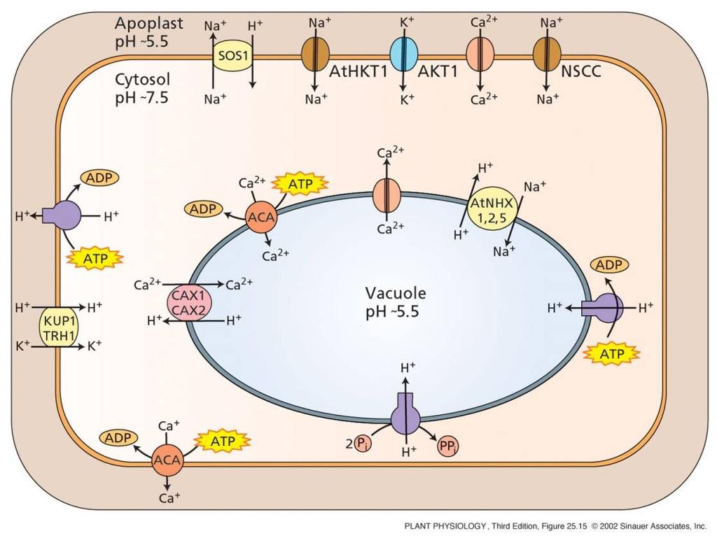 26 Vysoká koncentrace NaCl Pasivní transport Na + do buněk Obrana buňky proti akumulaci Na + Akumulace Na + v buňce 1) Přednostní transport K + do buňky. ALE při vysokých externích konc.