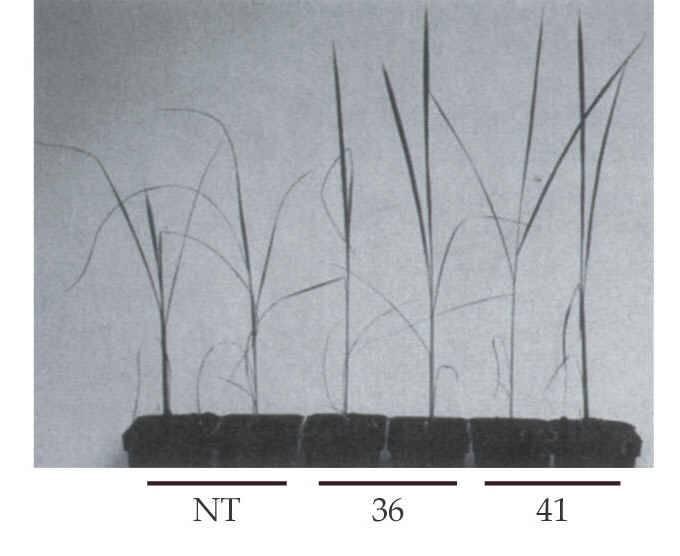 28 d) Geny indukované vodním stresem Nedostatek vody indukuje expresi genů, jejichž produkty minimalizují negativní účinky stresu 1) LEA proteiny ( Late Embryogenesis Abundant) poprvé identifikovány