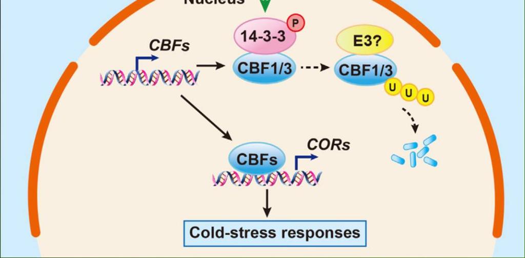 membrána) CRPK1-14-3-3 systém zajišťuje jemnou regulaci odezvy k